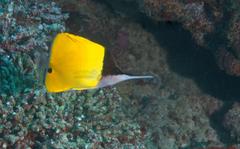 Forcipiger longirostris