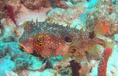 Chilomycterus antillarum