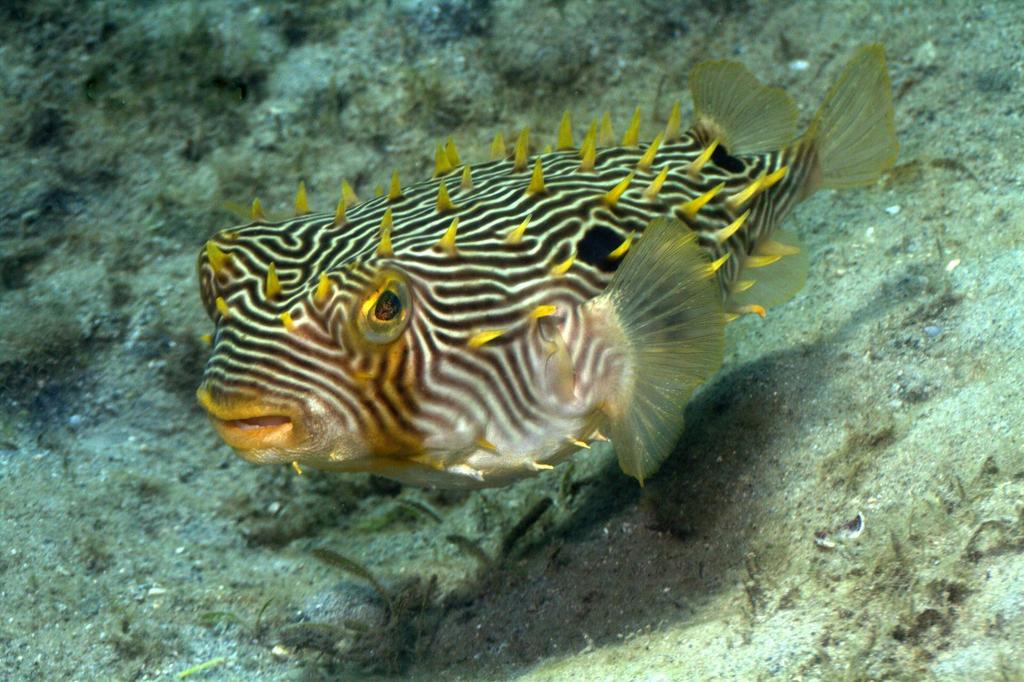 Striped Burrfish (a Guide To North Carolina's Marine Life.) · Inaturalist