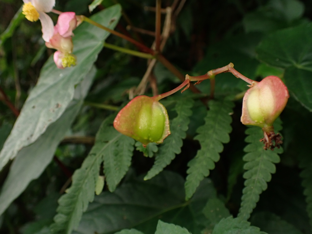 Begonia chuyunshanensis
