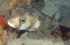 Chilomycterus reticulatus