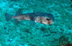 Chilomycterus reticulatus