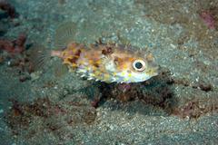 Cyclichthys orbicularis