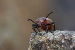 Ecnolagria rufescens