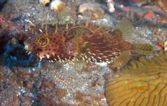 Chilomycterus antennatus