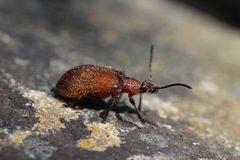 Ecnolagria rufescens