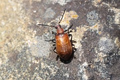 Ecnolagria rufescens