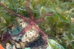 Ophiothrix