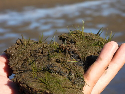Small Spikerush (Eleocharis parvula)