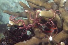 Ophiothrix