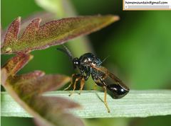 Eucharitidae