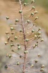 Eremurus sogdianus
