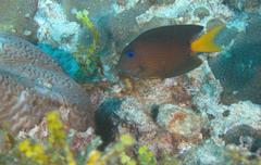 Ctenochaetus binotatus