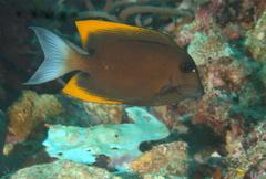 Ctenochaetus tominiensis