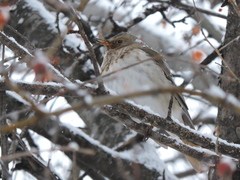 Turdus ruficollis