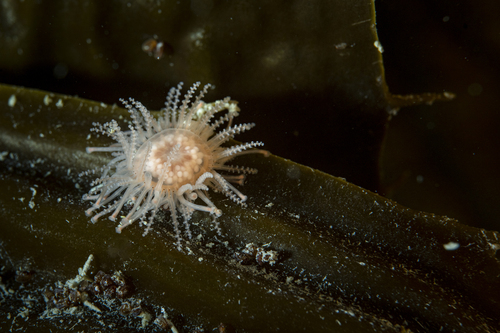 Staurocladia observed 2025-11-08
