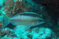 Scolopsis margaritifera