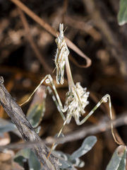 Empusa pennicornis