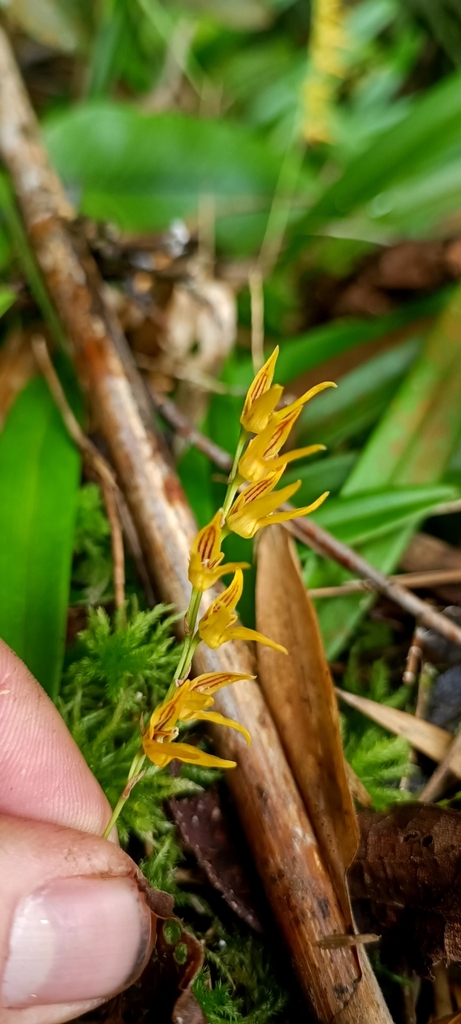 Bulbophyllum reptans (Lindl.) Lindl. 2