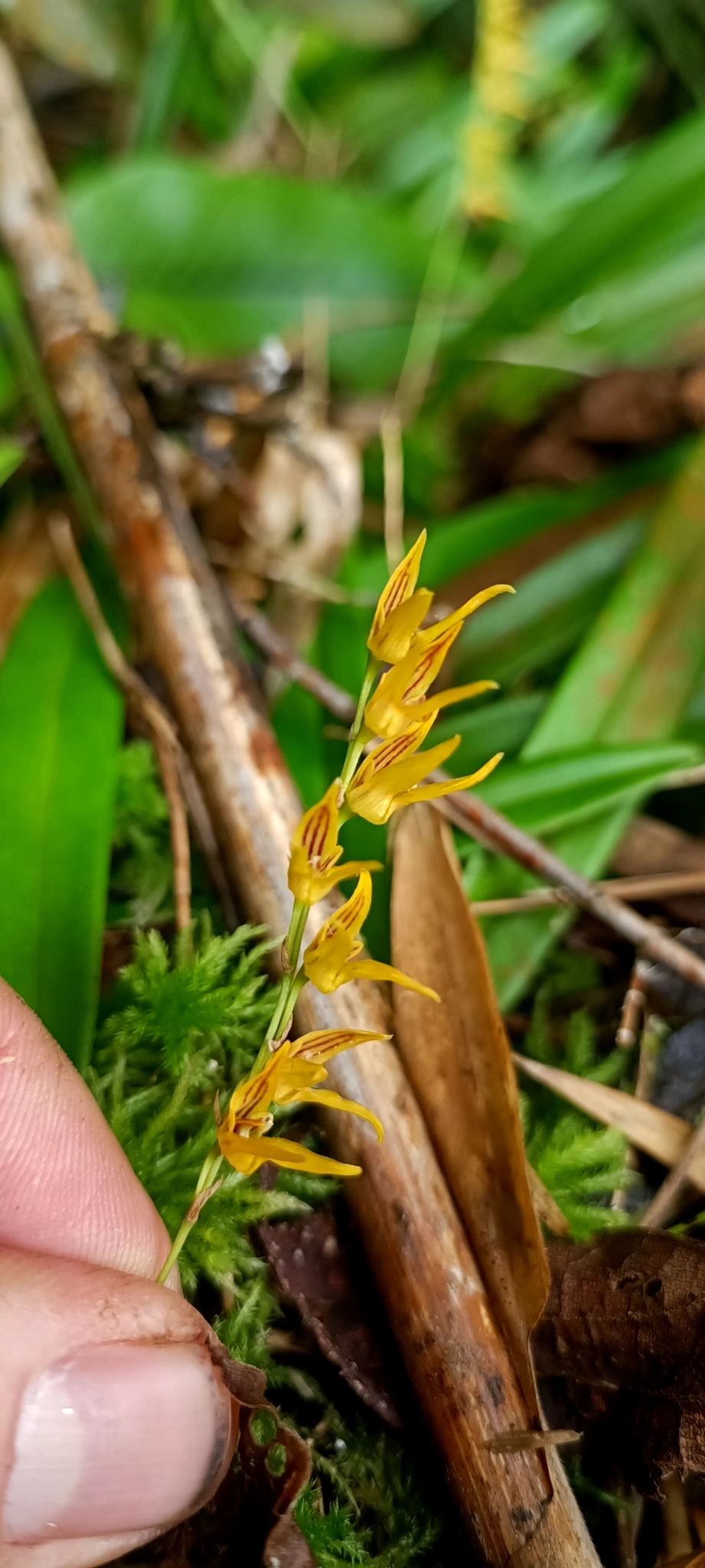 Bulbophyllum reptans (Bulbophyllum reptans)