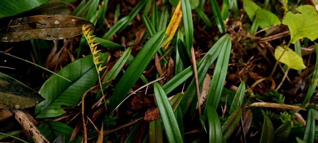 Bulbophyllum reptans (Lindl.) Lindl. 3