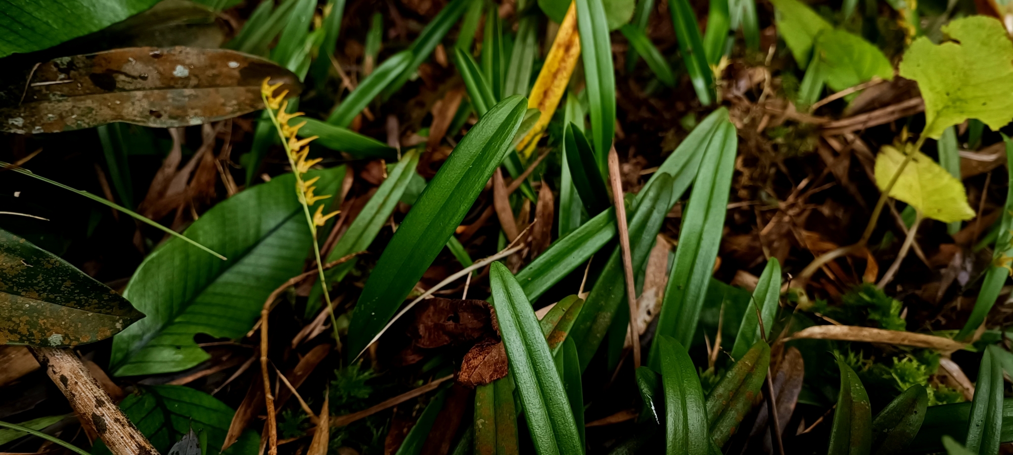 Bulbophyllum reptans — ảnh 2