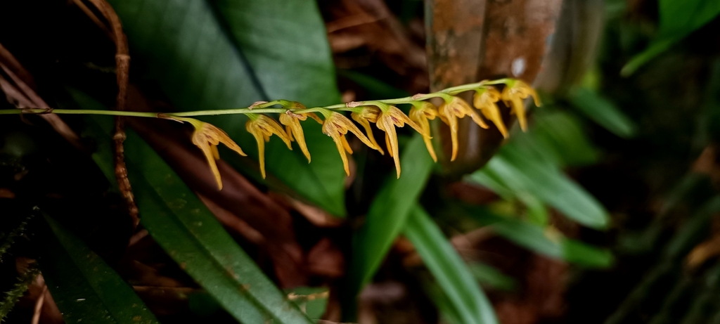 Bulbophyllum reptans (Lindl.) Lindl. 4