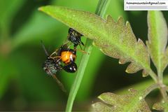 Eucharitidae