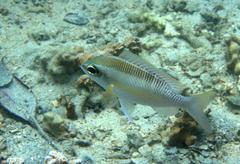 Scolopsis margaritifera