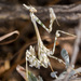 Empusa pennicornis - Photo (c) Анатолий Озерной /Anatoly Ozernoy, algunos derechos reservados (CC BY-SA), subido por Анатолий Озерной /Anatoly Ozernoy