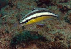 Scolopsis margaritifera