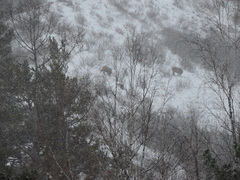 Cervus canadensis sibiricus