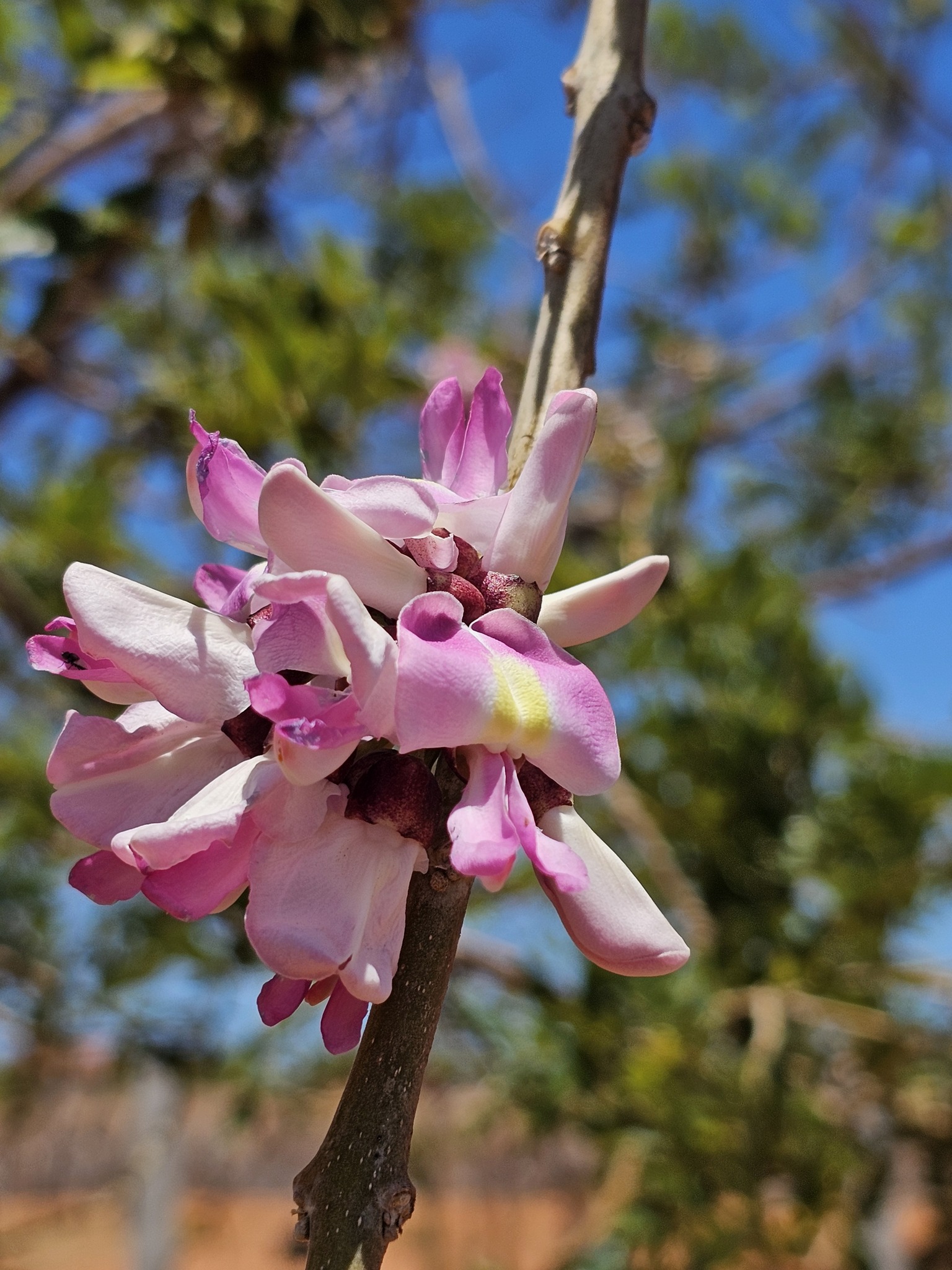 Gliricidia sepium