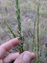 Lespedeza juncea