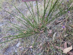 Lespedeza juncea
