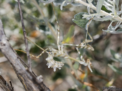 Empusa pennicornis