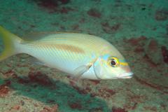 Scolopsis monogramma