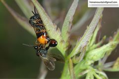 Eucharitidae