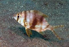 Gymnocranius griseus
