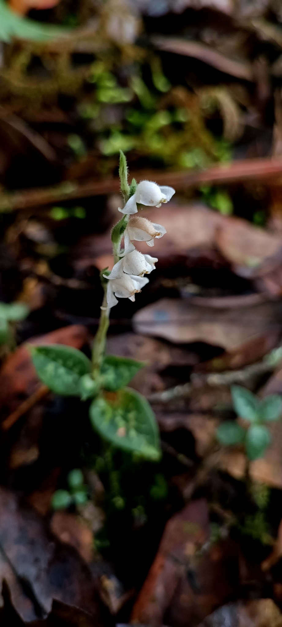 Goodyera schlechtendaliana (Goodyera schlechtendaliana)