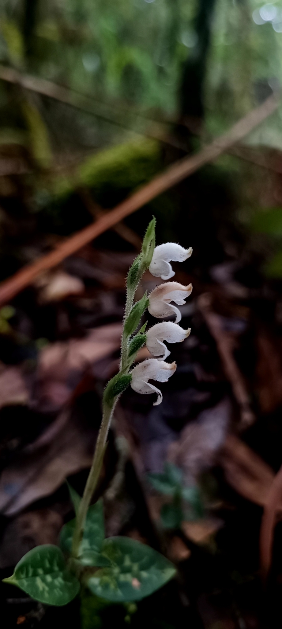 Goodyera schlechtendaliana — ảnh 2