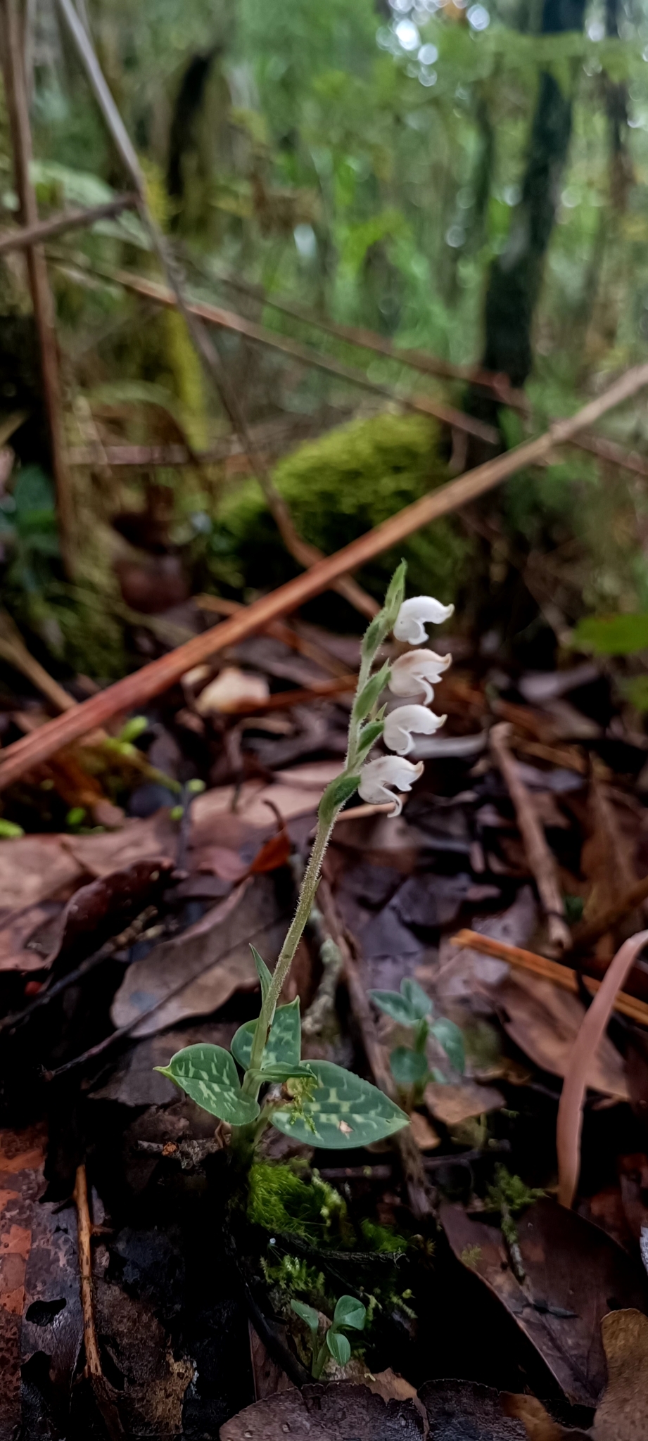 Goodyera schlechtendaliana — ảnh 3