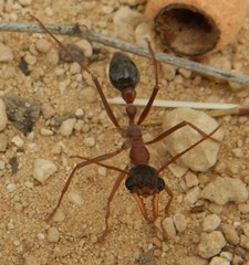 Myrmecia desertorum