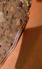 Black Coral Snake photo 5