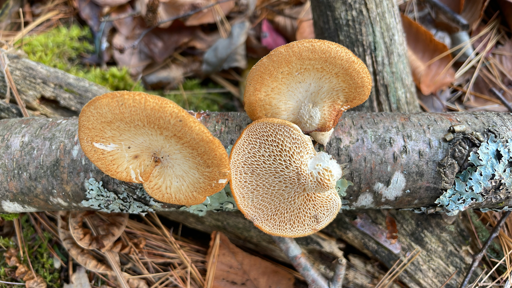 Neofavolus americanus · November 2025 · photo: © mnerrie (iNaturalist, cc-by)