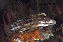 Petroscirtes variabilis