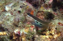 Ecsenius bimaculatus