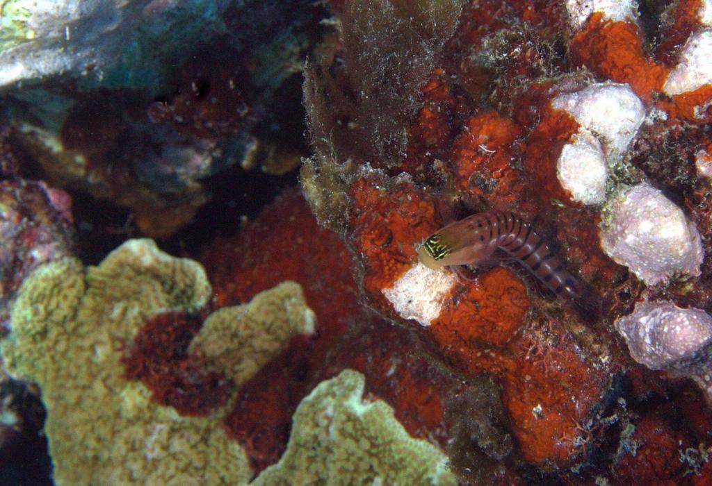Tiger blenny (Ecsenius tigris) — Blenniidae