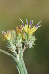Cousinia pseudomollis
