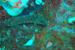 Gobioclinus dendriticus